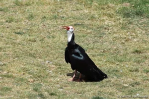 Ibis du Cap - Geronticus calvus (ZooParc de Beauval, mai 2025)