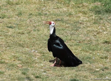 Ibis du Cap - Geronticus calvus (ZooParc de Beauval, mai 2025)