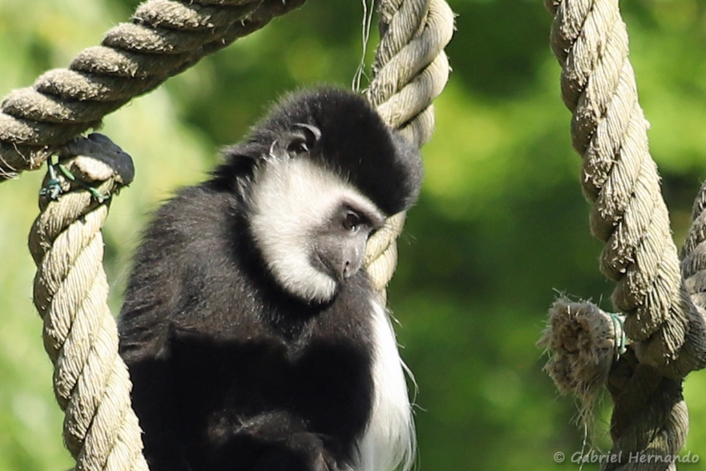 Colobe guéréza - Colobus guereza (ZooParc de Beauval, mai 2025)