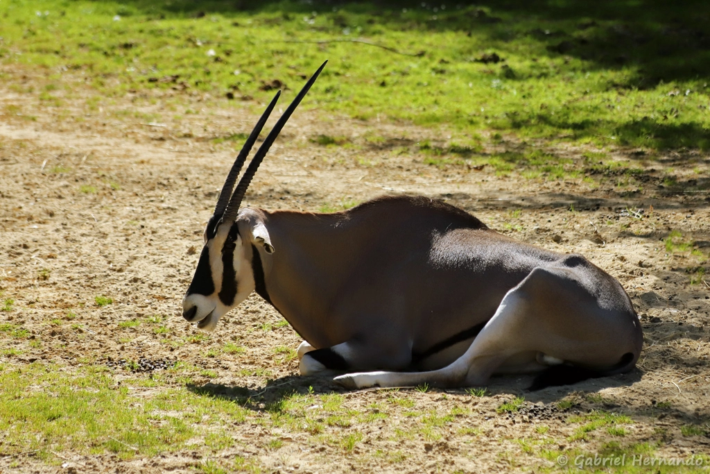 Oryx beïsa - Oryx beisa (ZooParc de Beauval, mai 2025)