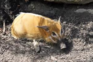 Potamochère roux - Potamochoerus porcus (ZooParc de Beauval, mai 2025)