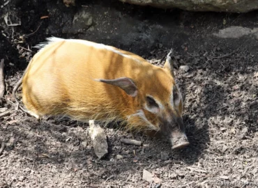 Potamochère roux - Potamochoerus porcus (ZooParc de Beauval, mai 2025)