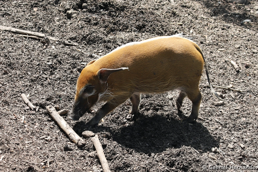 Potamochère roux - Potamochoerus porcus (ZooParc de Beauval, mai 2025)
