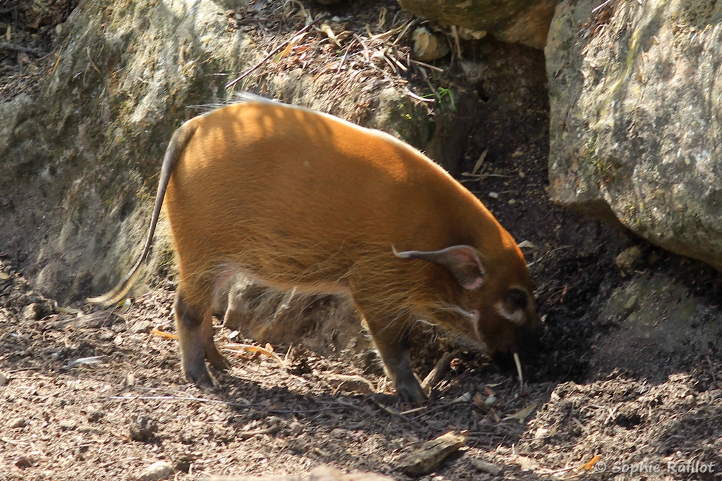 Potamochère roux - Potamochoerus porcus (ZooParc de Beauval, mai 2025)