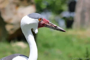 Grue caronculée - Grus carunculata (ZooParc de Beauval, mai 2025