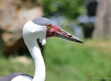 Grue caronculée - Grus carunculata (ZooParc de Beauval, mai 2025