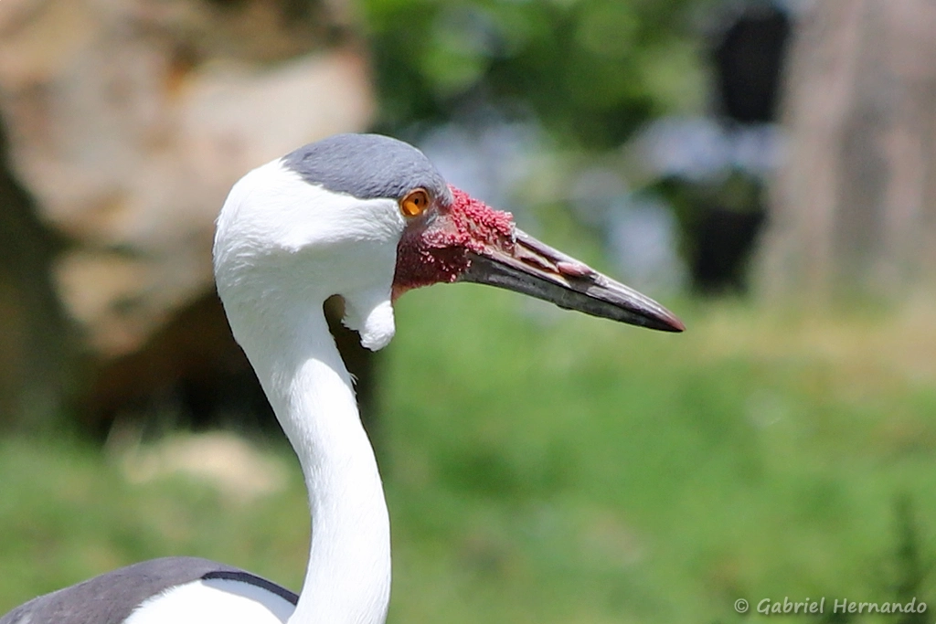 Grue caronculée - Grus carunculata (ZooParc de Beauval, mai 2025