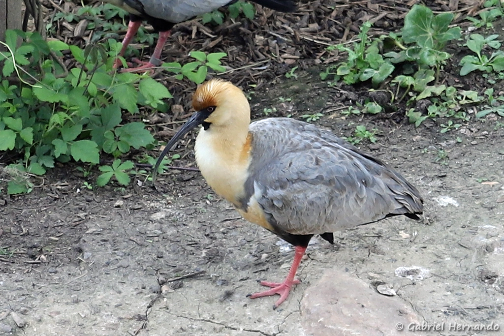 Ibis à face noire - Theristicus melanopis (ZooParc de Beauval, mai 2025)