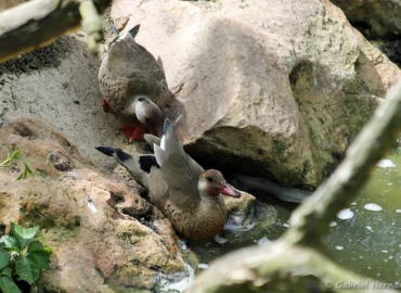 Canard amazonette - Amazonetta brasiliensis (ZooParc de Beauval, mai 2025)