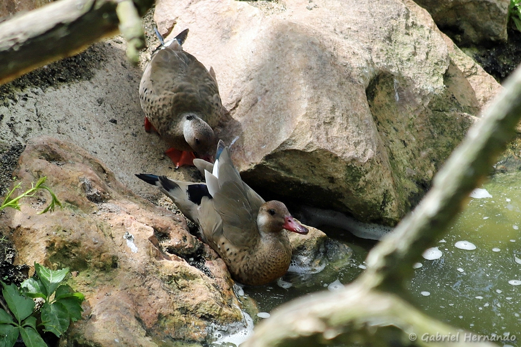 Canard amazonette - Amazonetta brasiliensis (ZooParc de Beauval, mai 2025)