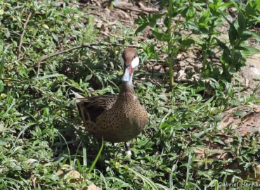 Canard des Bahamas - Anas bahamensis (ZooParc de Beauval, mai 2025)