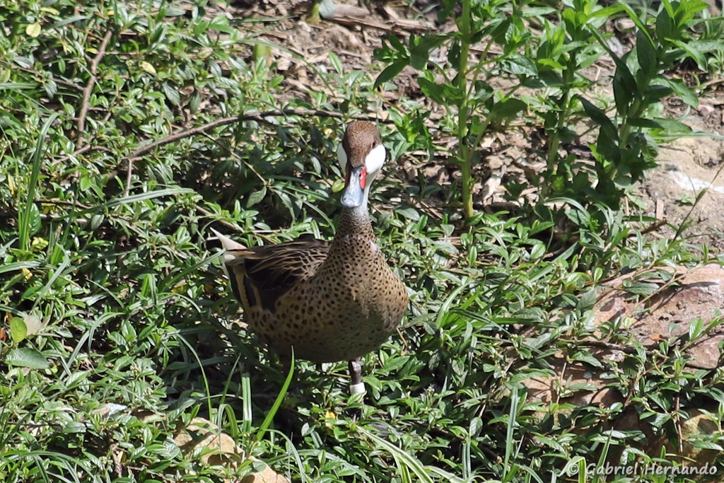 Canard des Bahamas - Anas bahamensis (ZooParc de Beauval, mai 2025)