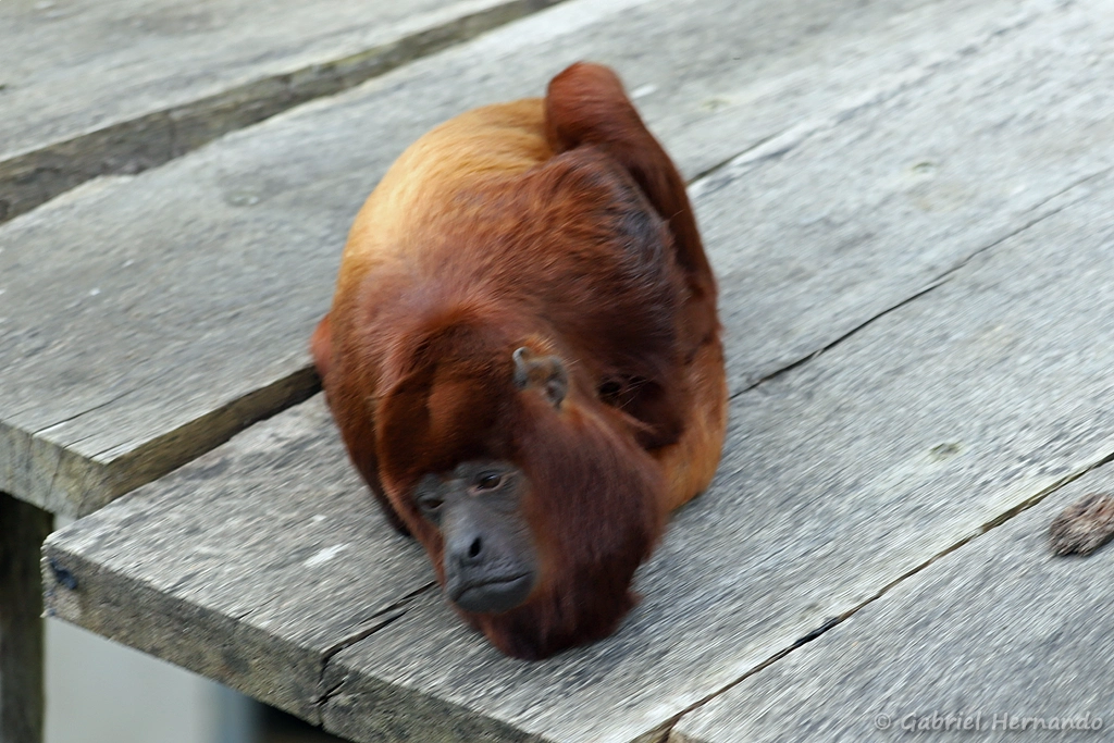 Hurleur roux - Alouatta seniculus (ZooParc de Beauval, mai 2025)