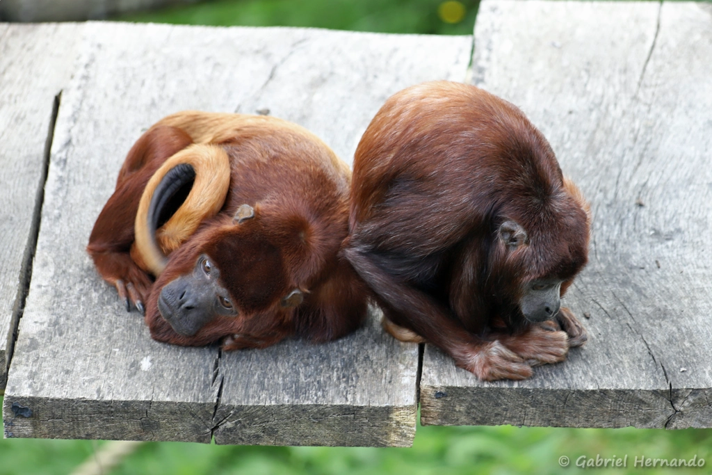 Hurleur roux - Alouatta seniculus (ZooParc de Beauval, mai 2025)