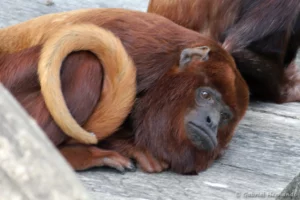 Hurleur roux - Alouatta seniculus (ZooParc de Beauval, mai 2025)