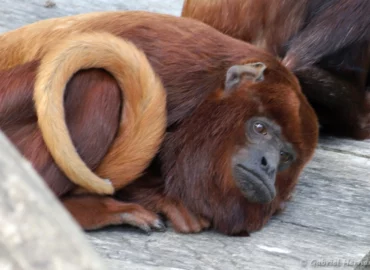 Hurleur roux - Alouatta seniculus (ZooParc de Beauval, mai 2025)