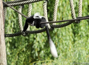 Colobe guéréza du Mont Kenya ou Colobe noir et blanc de l'est - Colobus guereza kikuyuensis (ZooParc de Beauval, mai 2025)