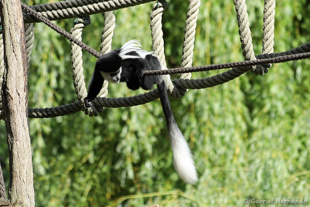 Colobe guéréza du Mont Kenya ou Colobe noir et blanc de l'est - Colobus guereza kikuyuensis (ZooParc de Beauval, mai 2025)