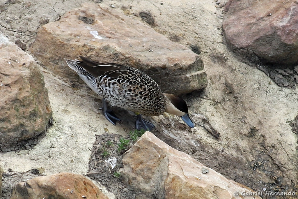 Sarcelle de la puna - Spatula puna (ZooParc de Beauval, mai 2025)