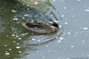 Sarcelle de la puna - Spatula puna (ZooParc de Beauval, mai 2025)