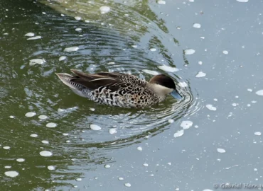 Sarcelle de la puna - Spatula puna (ZooParc de Beauval, mai 2025)