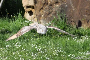 Hibou grand-duc en vol - Bubo bubo (ZooParc de Beauval, mai 2025)