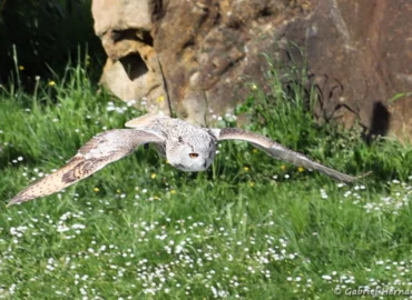 Hibou grand-duc en vol - Bubo bubo (ZooParc de Beauval, mai 2025)