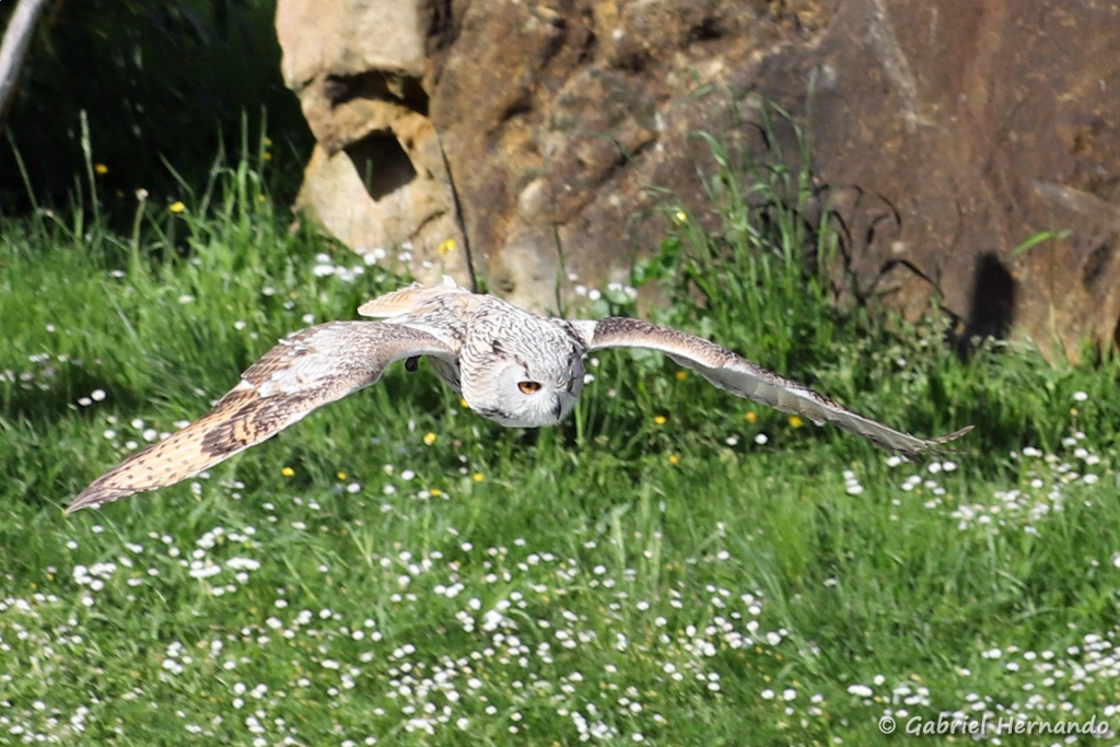 Hibou grand-duc en vol - Bubo bubo (ZooParc de Beauval, mai 2025)