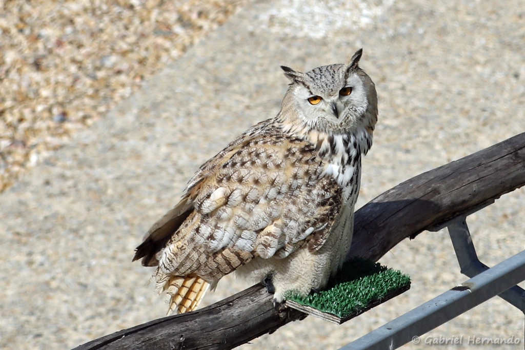 Hibou grand-duc - Bubo bubo (ZooParc de Beauval, mai 2025)