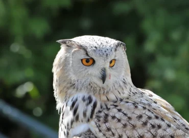Hibou grand-duc - Bubo bubo (ZooParc de Beauval, mai 2025)