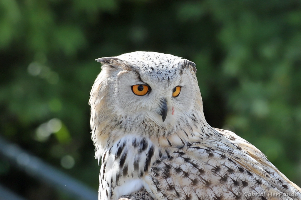 Hibou grand-duc - Bubo bubo (ZooParc de Beauval, mai 2025)