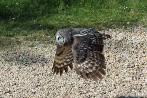 Chouette lapone en vol - Strix nebulosa (ZooParc de Beauval, mai 2025)