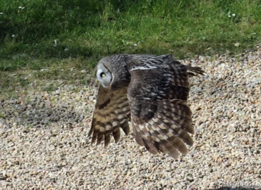 Chouette lapone en vol - Strix nebulosa (ZooParc de Beauval, mai 2025)