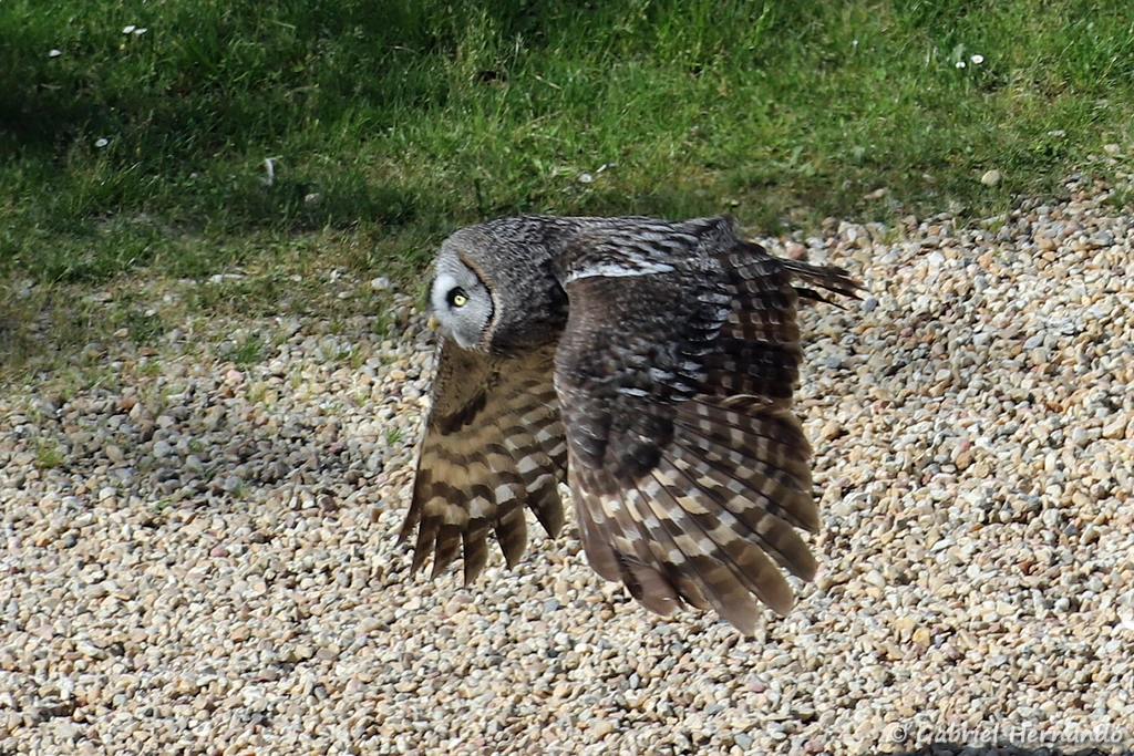 Chouette lapone en vol - Strix nebulosa (ZooParc de Beauval, mai 2025)