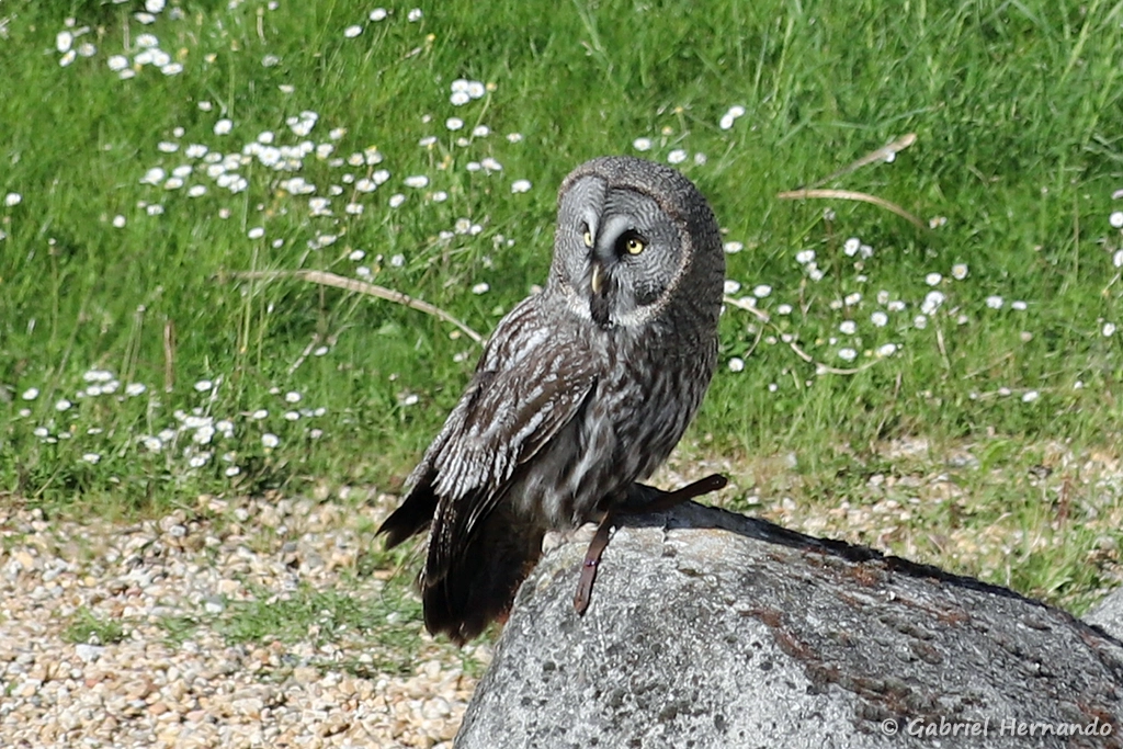 Chouette lapone - Strix nebulosa (ZooParc de Beauval, mai 2025)
