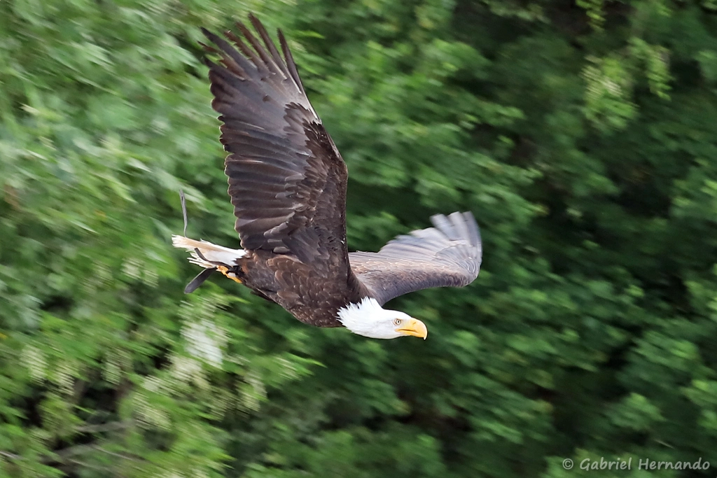 Pygargue à tête blanche - Haliaeetus leucocephalus (ZooParc de Beauval, mai 2025)