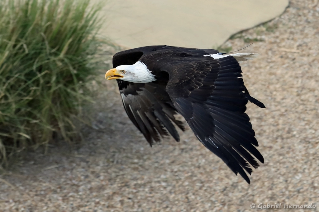 Pygargue à tête blanche - Haliaeetus leucocephalus (ZooParc de Beauval, mai 2025)