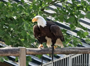 Pygargue à tête blanche - Haliaeetus leucocephalus (ZooParc de Beauval, mai 2025)