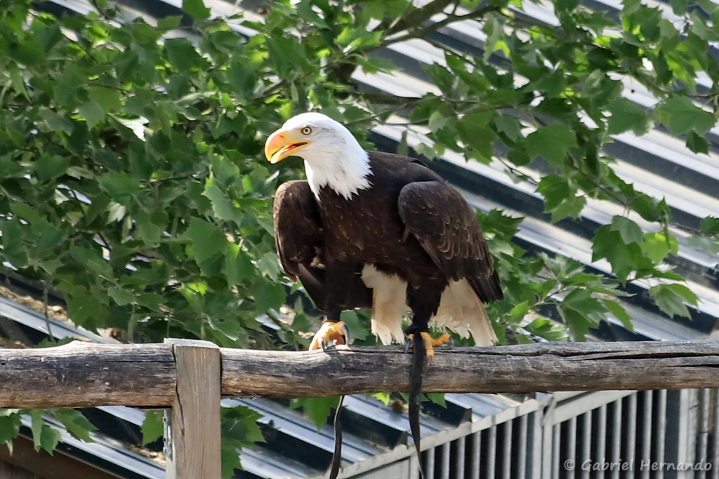 Pygargue à tête blanche - Haliaeetus leucocephalus (ZooParc de Beauval, mai 2025)