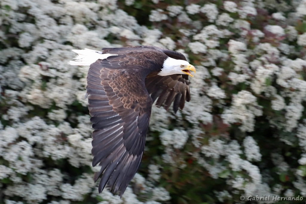 Pygargue à tête blanche - Haliaeetus leucocephalus (ZooParc de Beauval, mai 2025)