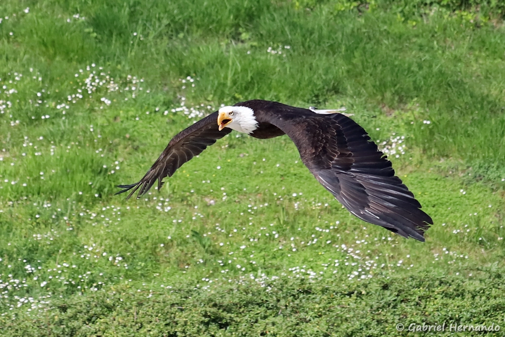 Pygargue à tête blanche en vol - Haliaeetus leucocephalus (ZooParc de Beauval, mai 2025)