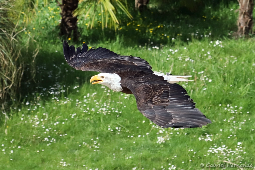 Pygargue à tête blanche en vol - Haliaeetus leucocephalus (ZooParc de Beauval, mai 2025)