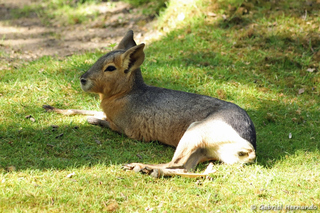 Mara ou lièvre de Patagonie - Dolichotis patagonum (ZooParc de Beauval, mai 2025)