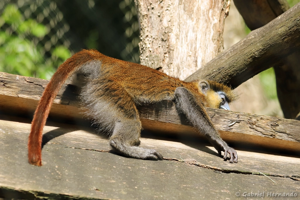 Moustac - Cercopithecus cephus (ZooParc de Beauval, mai 2025)
