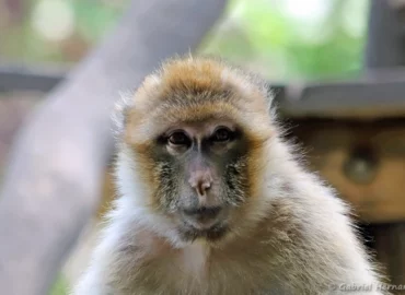 Macaque de Barbarie ou Magot - Macaca sylvanus (ZooParc de Beauval, mai 2025)