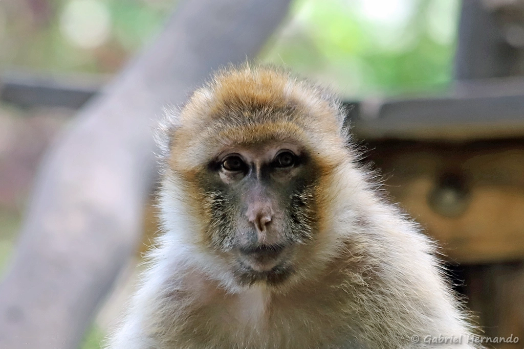 Macaque de Barbarie ou Magot - Macaca sylvanus (ZooParc de Beauval, mai 2025)