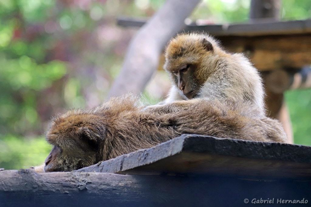 Macaque de Barbarie ou Magot - Macaca sylvanus (ZooParc de Beauval, mai 2025)