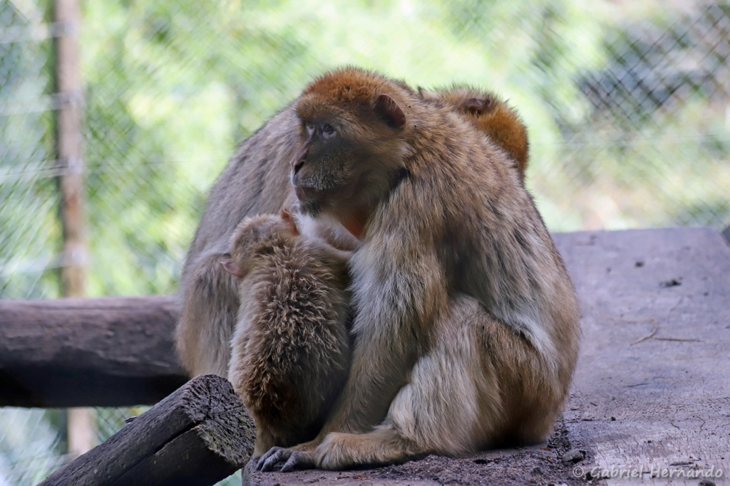 Macaque de Barbarie ou Magot - Macaca sylvanus (ZooParc de Beauval, mai 2025)