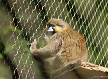 Moustac - Cercopithecus cephus (ZooParc de Beauval, mai 2025)