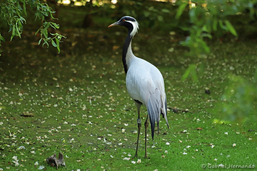 Grue demoiselle - Grus virgo (ZooParc de Beauval, mai 2025)